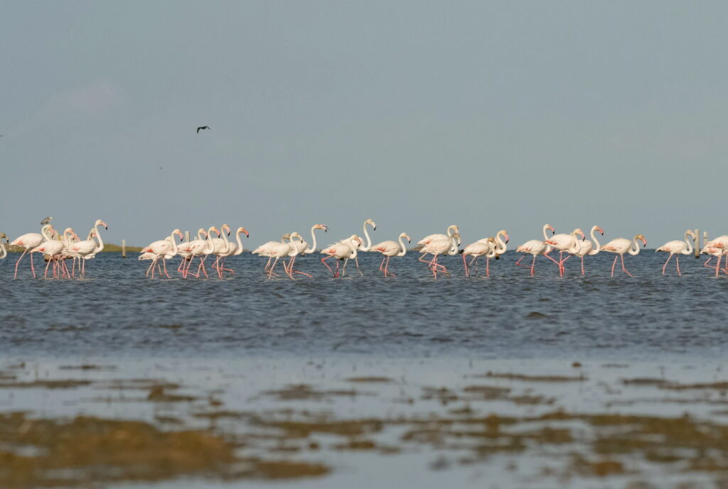 Estol de flamencs rosats caminant per les aigües del delta