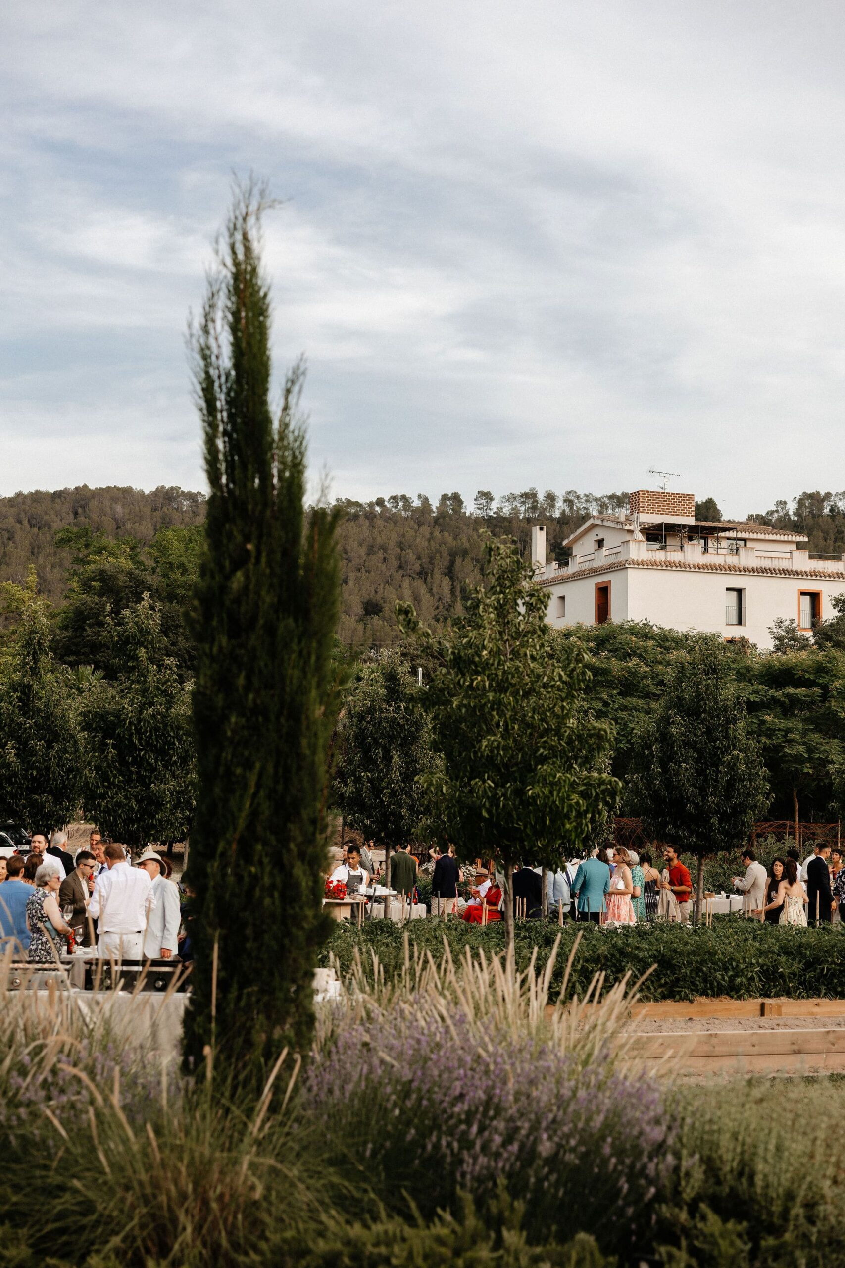 Convidats de boda entre xiprers i lavanda amb la masia al fons