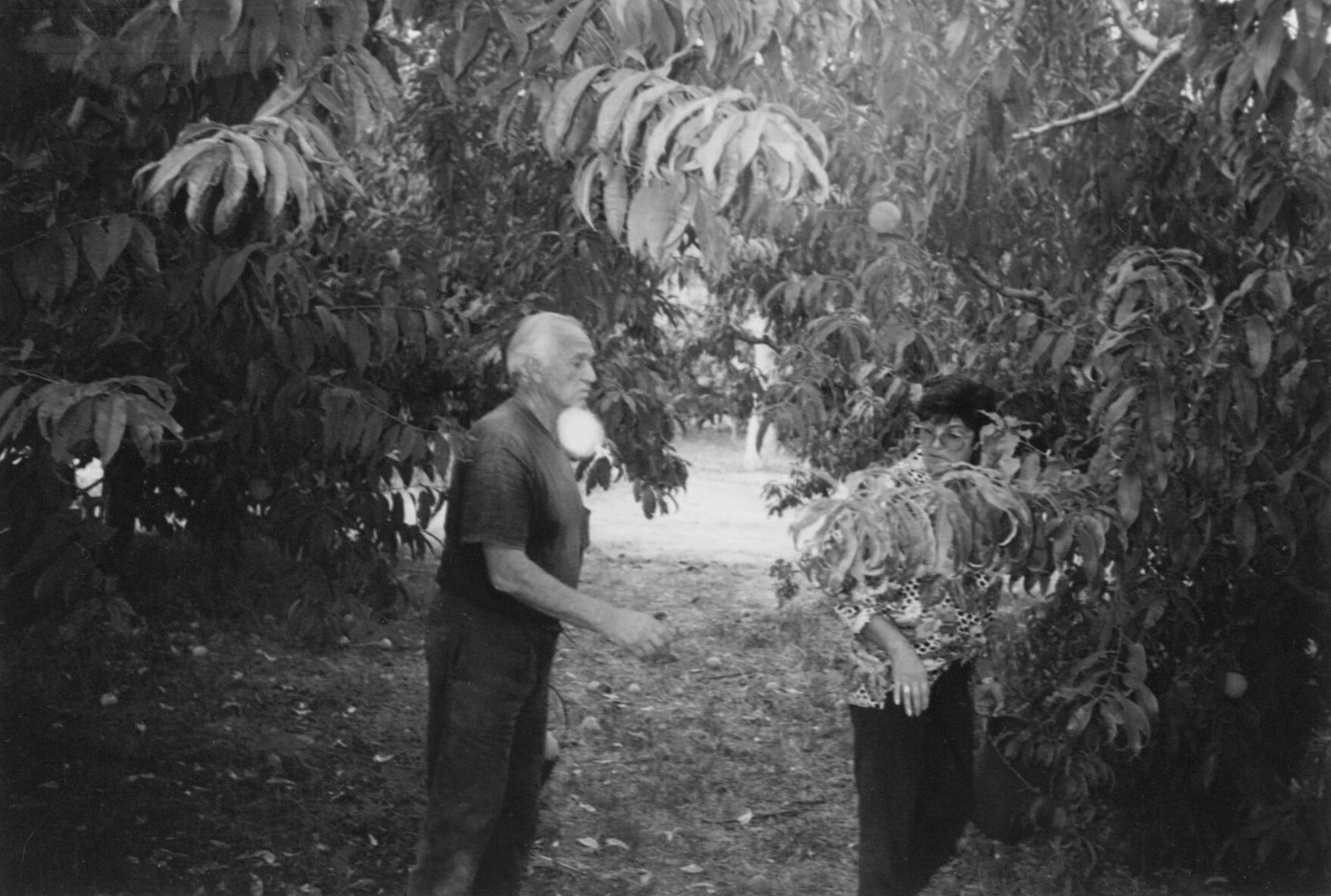 Home i dona entre els arbres fruiters de la finca, imatge antiga en blanc i negre
