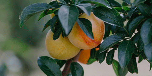 Préssecs madurant a la branca d'un arbre fruiter de la finca