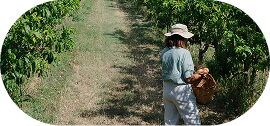La Finca
