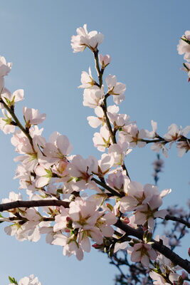Branques d'ametller florides amb flors blanques sobre el cel blau