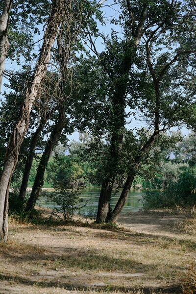 Arbres a la vora del riu Ebre en un dia assolellat